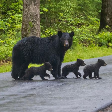 Four Bears Den, Hot Tub, 1089 Of Free Attraction Tickets For Each Paid Day, Dollywood And More Gatlinburg Bagian luar foto