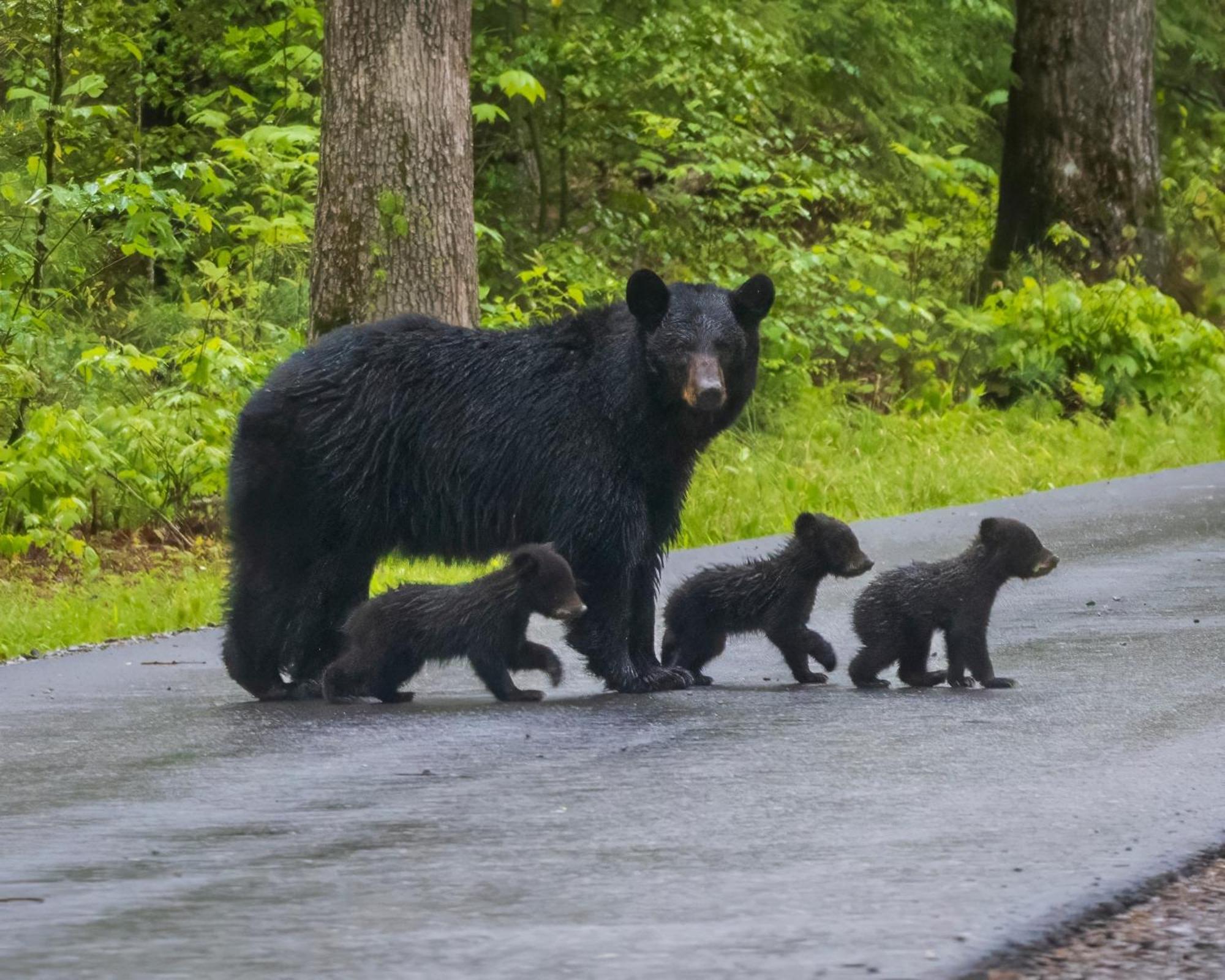 Four Bears Den, Hot Tub, 1089 Of Free Attraction Tickets For Each Paid Day, Dollywood And More Gatlinburg Bagian luar foto